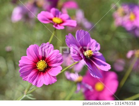 秋季圖片:波斯菊 秋季圖片:波斯菊 131476358