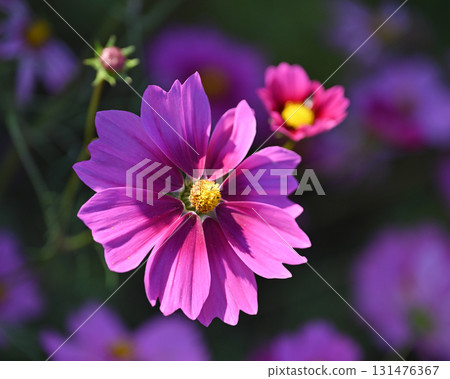 秋季圖片:波斯菊 秋季圖片:波斯菊 131476367