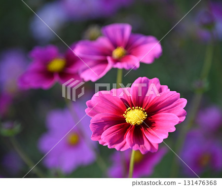 秋季圖片:波斯菊 秋季圖片:波斯菊 131476368