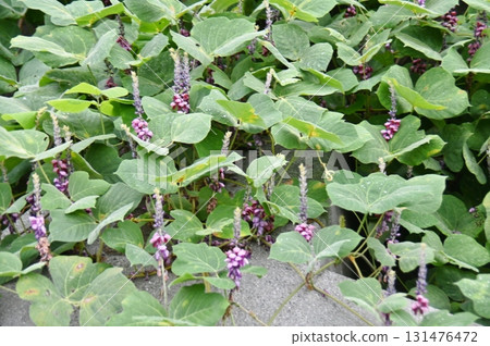 高速公路牆上佈滿毒品 131476472