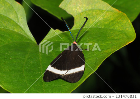 Pidorus glaucopis Pidorus glaucopis 131476831