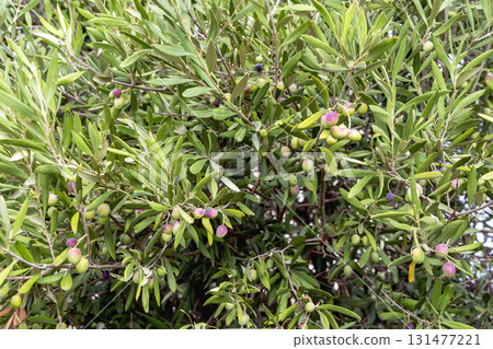 Olive tree with green and black olive fruit 131477221