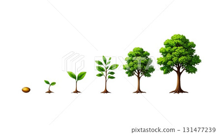 Tree grows from a seed to a sapling to a small tree to a large tree 131477239