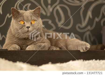 Portrait of lying gray cat with orange eyes close-up. British blue Shorthair cat. Selective focus. High quality photo Portrait of lying gray cat with orange eyes close-up. British blue Shorthair cat. Selective focus. High quality photo 131477721
