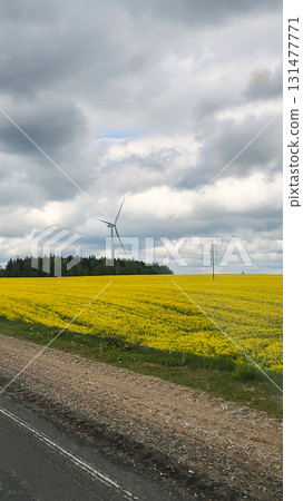 Windmills in fields. View of wind turbines of yellow flowering canola on spring day. Rural scene of bright rapeseed field. Agricultural industry of rapeseed oil. Vertical photo. 131477771