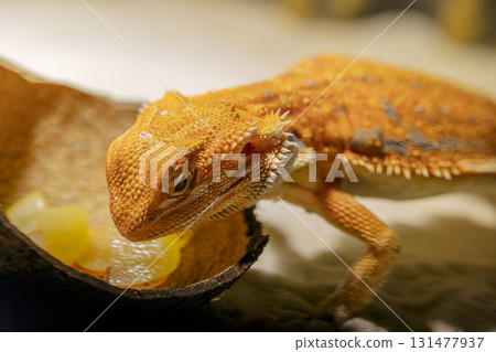Red bearded Agama iguana eating fresh fruits and carrots in terrarium. Pogona is genus of reptiles. Cute amazing animal from Australia. Content of exotic lizard at home. High quality photo Red bearded Agama iguana eating fresh fruits and carrots in terrarium. Pogona is genus of reptiles. Cute amazing animal from Australia. Content of exotic lizard at home. High quality photo 131477937