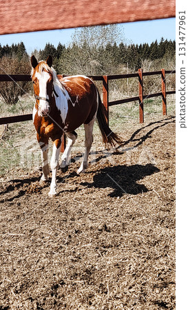 Red spotted horse with long mane. Beautiful rural landscape. Vertical photo. High quality photo Red spotted horse with long mane. Beautiful rural landscape. Vertical photo. High quality photo 131477961