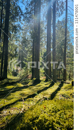 Panorama of beautiful trees at forest in sunrays at sunrise. Beautiful spring landscape in forest in spring. Selective focus. Nature backdrop with plant. High quality photo Panorama of beautiful trees at forest in sunrays at sunrise. Beautiful spring landscape in forest in spring. Selective focus. Nature backdrop with plant. High quality photo 131478001