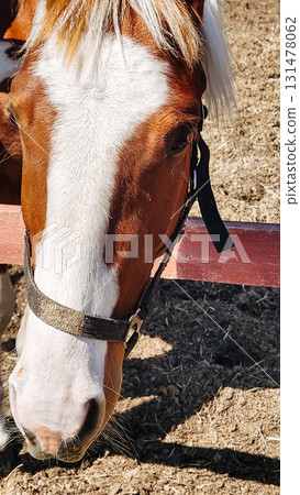 Red spotted horse with long mane. Beautiful rural landscape. Vertical photo. High quality photo 131478062