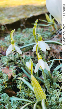 Colorful natural snowdrop flowers. Landscape in sunny day. Beautiful nature delicate white flowers field. Blooming spring meadow of light outdoors sun. Vertical photo. High quality photo 131478081