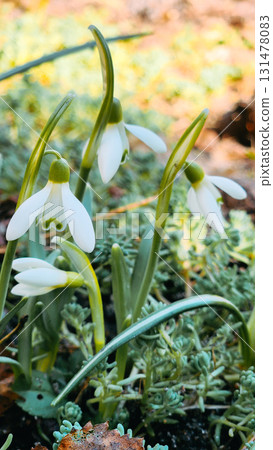 Colorful natural snowdrop flowers. Landscape in sunny day. Beautiful nature delicate white flowers field. Blooming spring meadow of light outdoors sun. Vertical photo. High quality photo 131478083