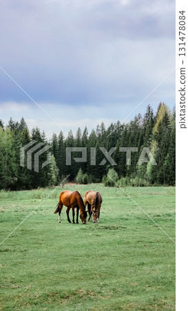 Thoroughbred red horses grazing in field next to forest. Beautiful rural landscape. Vertical photo. High quality photo 131478084