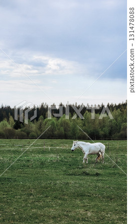 Thoroughbred white horse grazing in field next to forest. Beautiful rural landscape. Vertical photo. High quality photo Thoroughbred white horse grazing in field next to forest. Beautiful rural landscape. Vertical photo. High quality photo 131478088