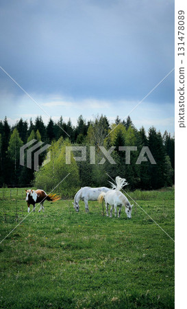 Thoroughbred horses grazing in field next to forest. Beautiful rural landscape. Vertical photo. High quality photo Thoroughbred horses grazing in field next to forest. Beautiful rural landscape. Vertical photo. High quality photo 131478089