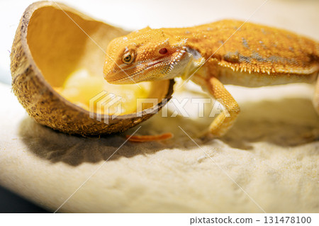 Red bearded Agama iguana eating fresh fruits and carrots in terrarium. Pogona is genus of reptiles. Cute amazing animal from Australia. Content of exotic lizard at home. High quality photo Red bearded Agama iguana eating fresh fruits and carrots in terrarium. Pogona is genus of reptiles. Cute amazing animal from Australia. Content of exotic lizard at home. High quality photo 131478100