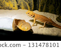 Red bearded Agama iguana eating fresh fruits and carrots in terrarium. Pogona is genus of reptiles. Cute amazing animal from Australia. Content of exotic lizard at home. High quality photo 131478101