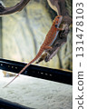 Red bearded Agama iguana in terrarium. Pogona is genus of reptiles. Cute amazing animal from Australia. Content of exotic lizard at home. High quality photo 131478103
