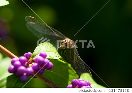 Murasaki Shikibu and the Dragonfly 131478138