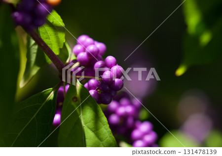 Midori Shikibu 131478139