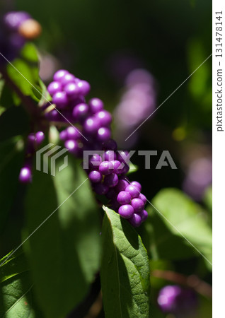 Midori Shikibu Midori Shikibu 131478141