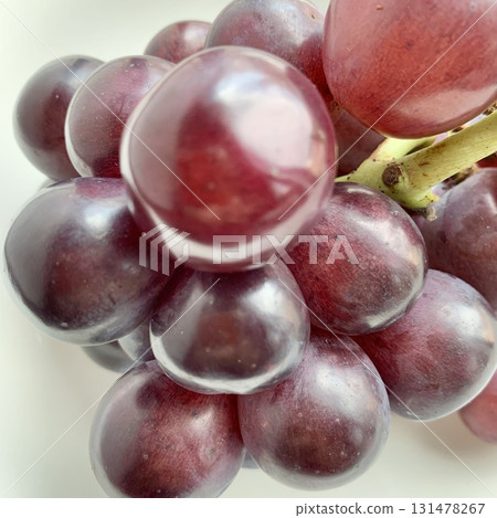 Photo material: Beautifully shining autumn flavor, Pione Photo material: Beautifully shining autumn flavor, Pione 131478267