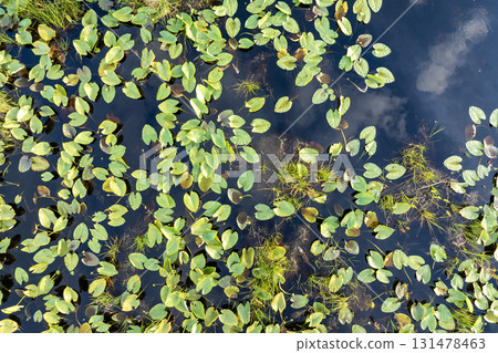 Sunny landscape in wetland forest. Beautiful lake nature Sunny landscape in wetland forest. Beautiful lake nature 131478463