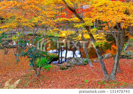 Vivid illumination of autumn leaves Vivid illumination of autumn leaves 131478743