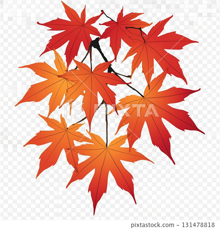 Illustration design of autumn maple leaves 131478818