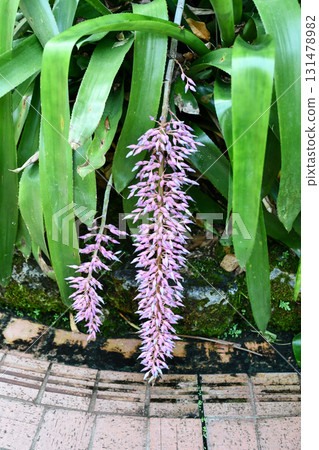 Aechmea fendlerii Fendler Bromeliad Aechmea fendlerii Fendler Bromeliad 131478982