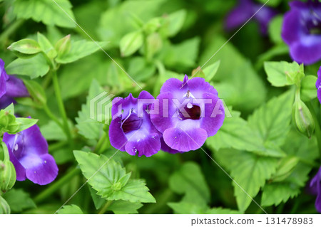 Super Torenia Catalina Amethyst Super Torenia Catalina Amethyst 131478983