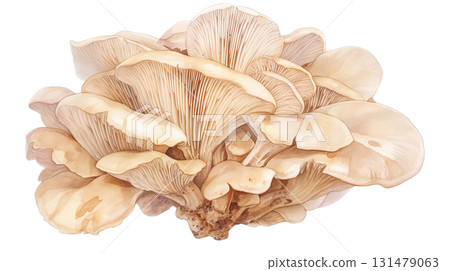 Maitake mushroom watercolor illustration on transparent background (png) Maitake mushroom watercolor illustration on transparent background (png) 131479063