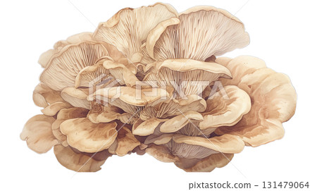 Maitake mushroom watercolor illustration on transparent background (png) 131479064