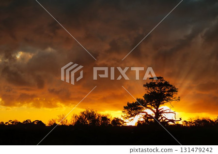 Sunset Behind Pine Tree Sunset Behind Pine Tree 131479242