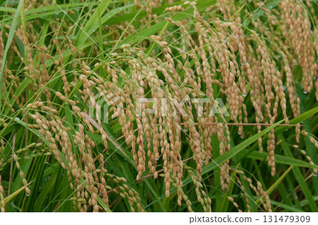 Fruited rice panicle Fruited rice panicle 131479309