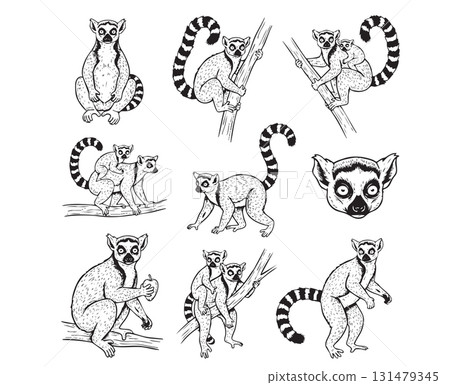 Set of Ring-tailed lemurs in various poses, including sitting, climbing, and carrying young. Isolated vector illustration, Wild Animals. 131479345