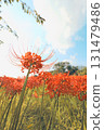 The heroine under the blue sky, the red spider lily 131479486