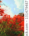Cluster amaryllis coloring the blue sky 131479487