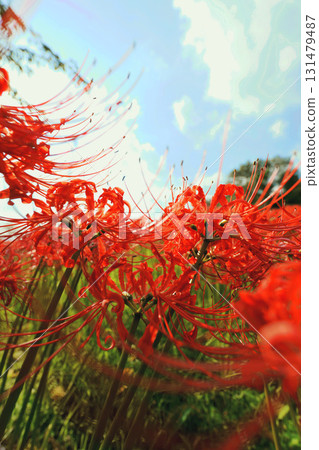Cluster amaryllis coloring the blue sky Cluster amaryllis coloring the blue sky 131479487