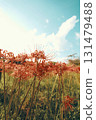 Aozora and Higanbana 131479488