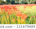 A row of red spider lilies 131479489