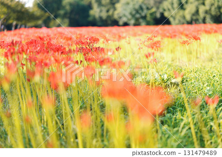 一排紅花 一排紅花 131479489