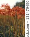 Cinematic shots of red spider lilies 131479490