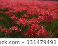The cluster amaryllis blooming in a slightly eerie atmosphere 131479491
