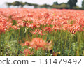 Cluster amaryllis blooming in a bright and beautiful atmosphere 131479492