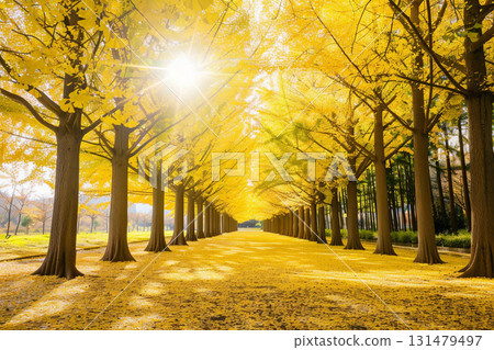 秋天金黃色的銀杏樹 131479497