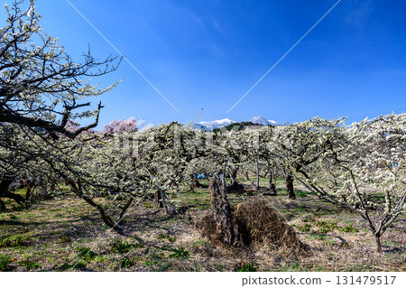 Plum orchard next to the temporary parking lot for Yamataka Jindai Sakura (Yamanashi Prefecture) 131479517