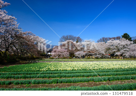 Cherry blossoms and blue skies in the grounds of Jisso-ji Temple (Yamanashi Prefecture) 131479518