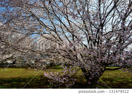 神代櫻花的宇宙櫻花(山梨縣) 神代櫻花的宇宙櫻花(山梨縣) 131479522