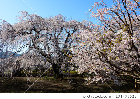 實相寺院內和櫻花(山梨縣) 實相寺院內和櫻花(山梨縣) 131479523