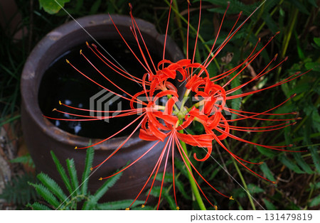Landscape with cluster amaryllis 131479819